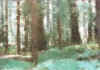 Cross-Hatched Redwoods