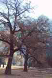 Trees in Fall