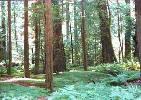 Redwoods